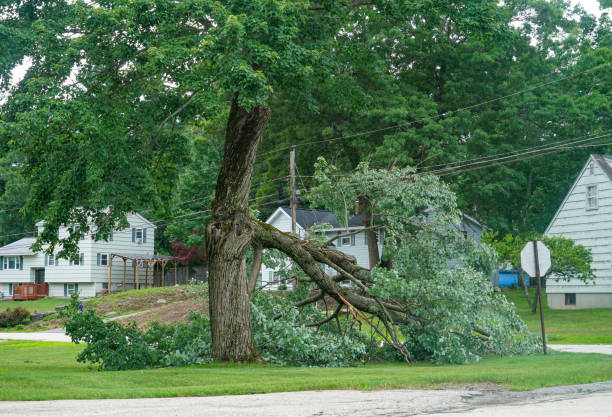 How Our Tree Care Process Works  in  Lincoln Park, CO